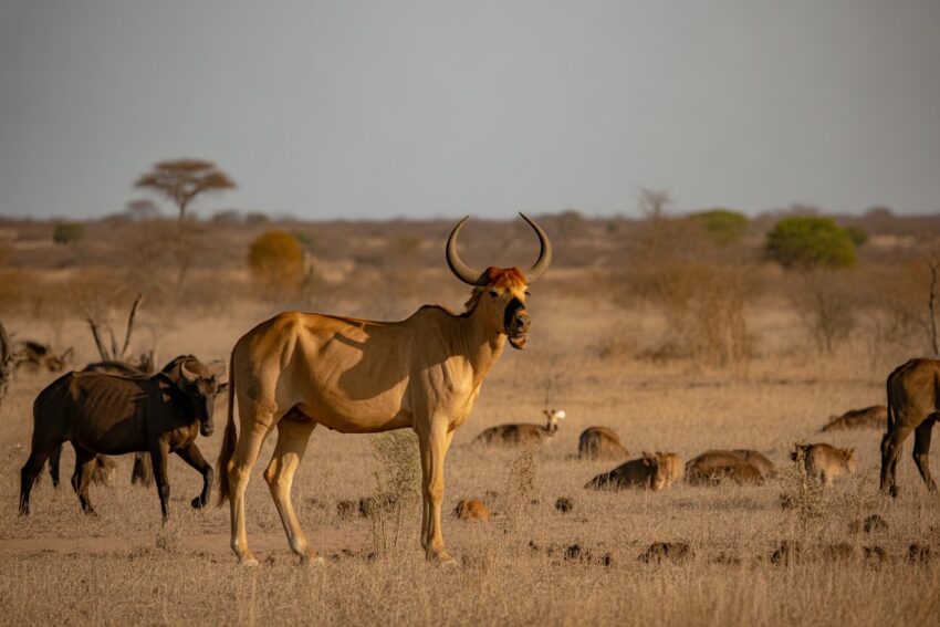 Chad 2 - travel and tour world