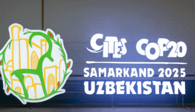 Update on Namibia's Proposals on Rhino Horn