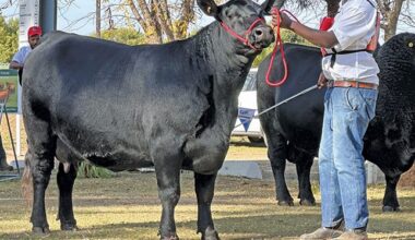 How to show off your animals in a show ring