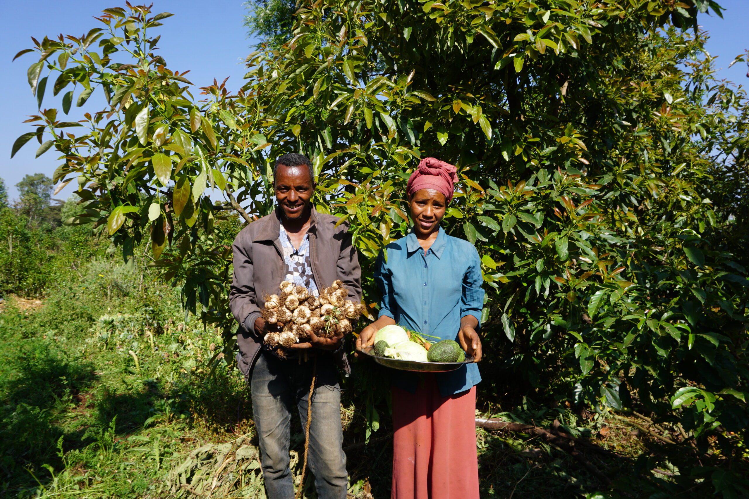 A man and a woman standing in front of fruit trees, holding freshly harvested vegetables and avocados, showing the outcomes of diversified agroforestry practices on a smallholder farm in Ethiopia.