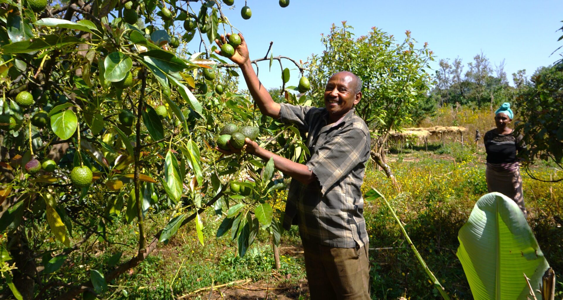 Enriching the land and farmers’ lives through agroforestry in Ethiopia