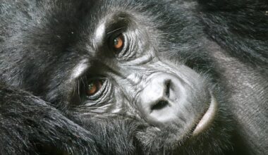 Track mountain gorillas in Uganda with the people who protect them