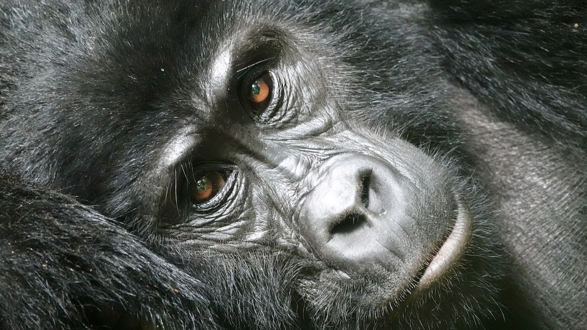 Track mountain gorillas in Uganda with the people who protect them
