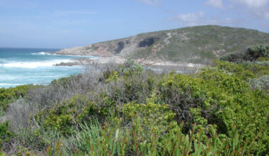 Dynamique des écosystèmes et innovation culturelle au cours de l’âge de pierre moyen en Afrique australe