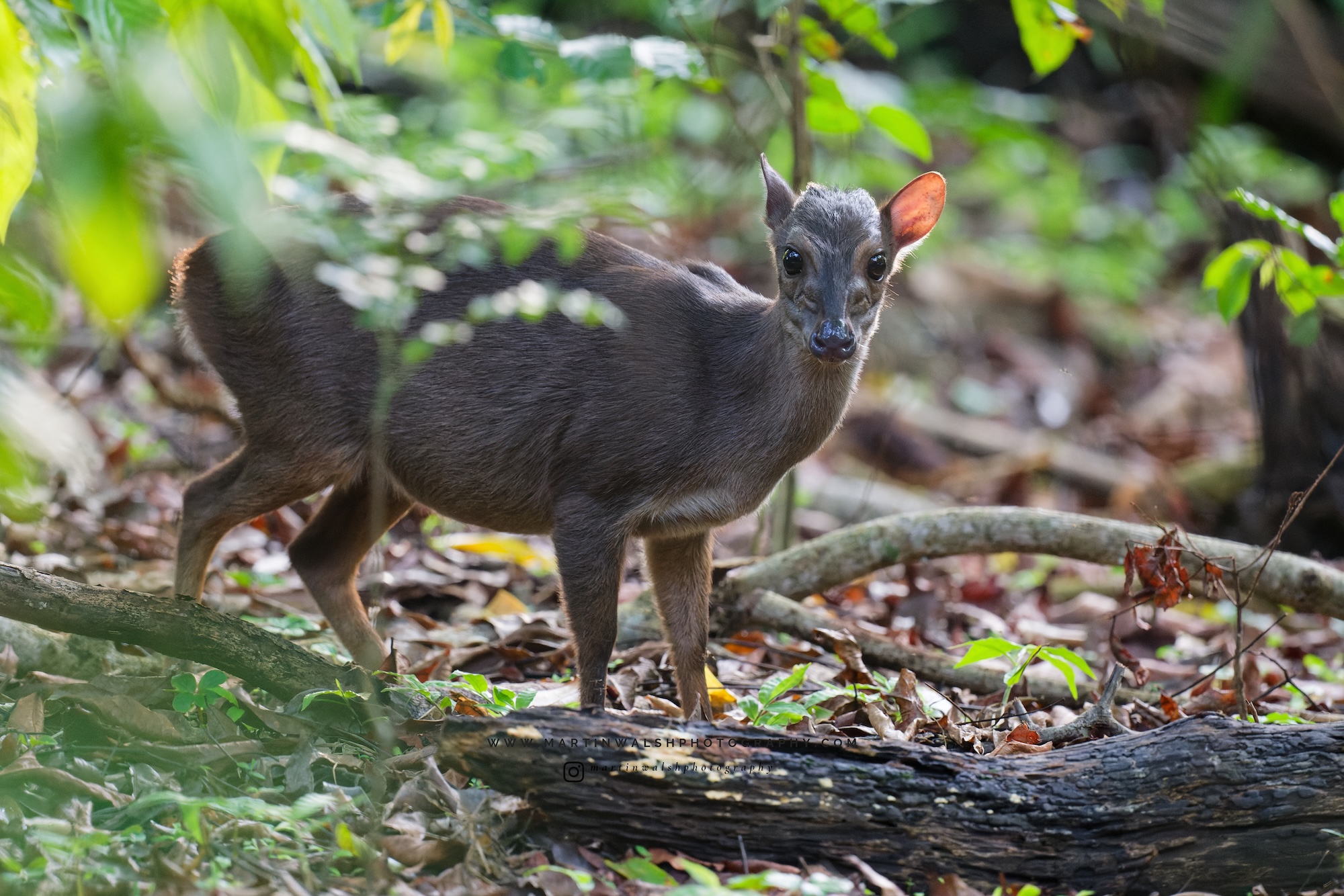 A blue duiker. 