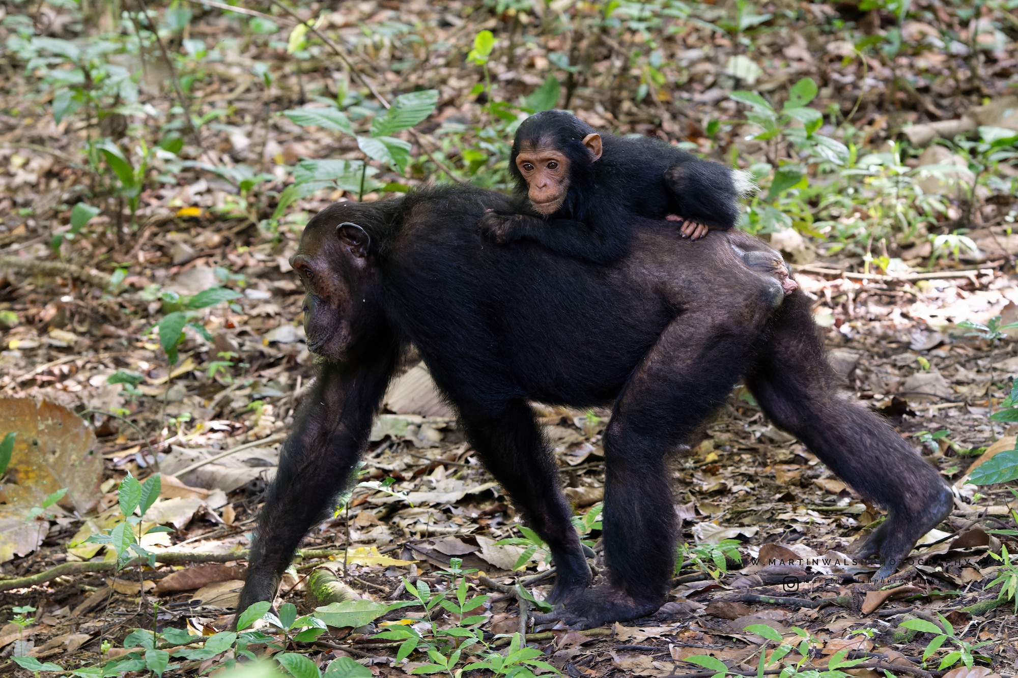 A female chimpanzee carrying a baby on her back.