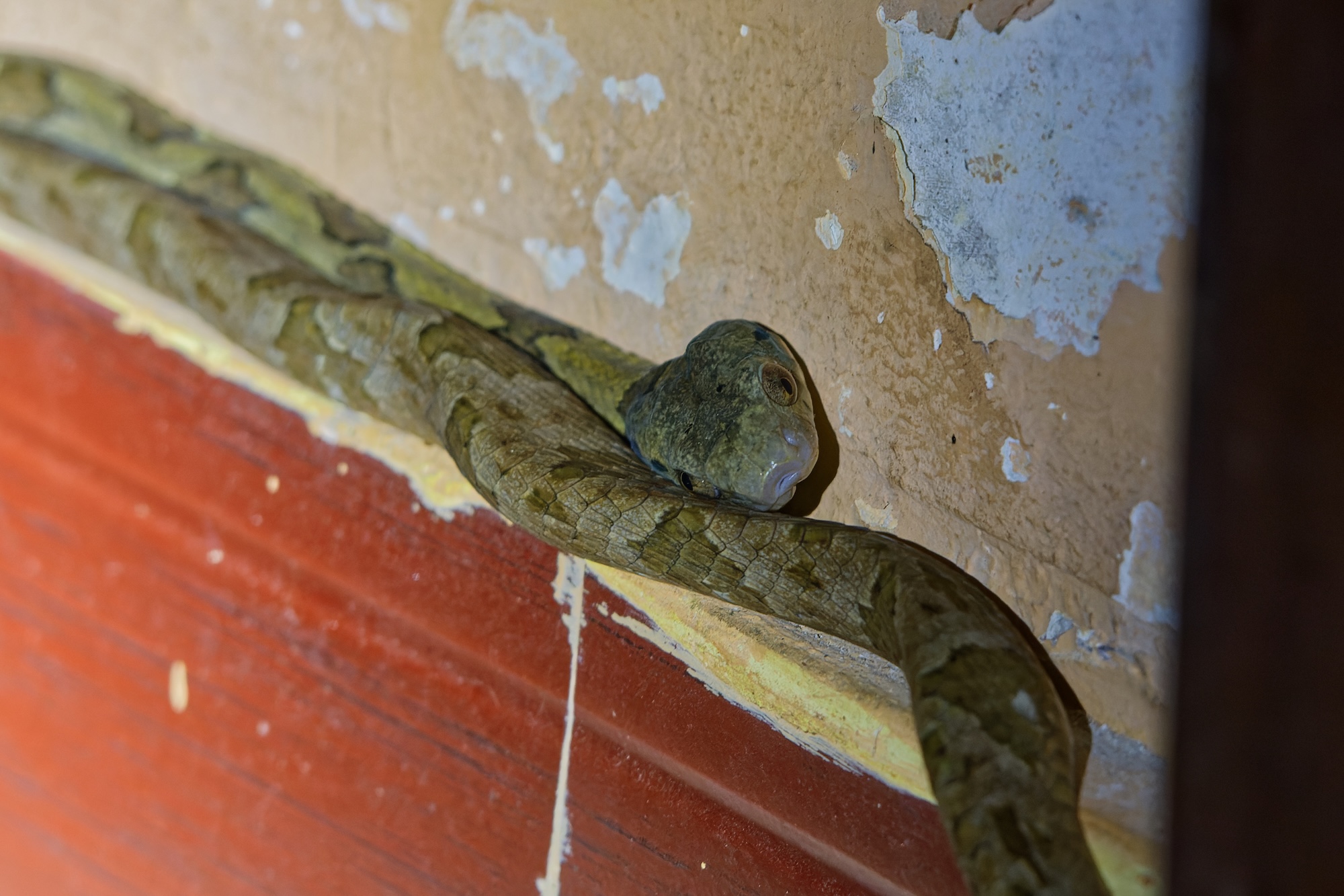 One of the four Toxicodryas species, a rear-fanged venomous tree snake. 