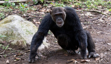Teddy, the alpha male chimpanzee from Group M in the Mahale Mountains.