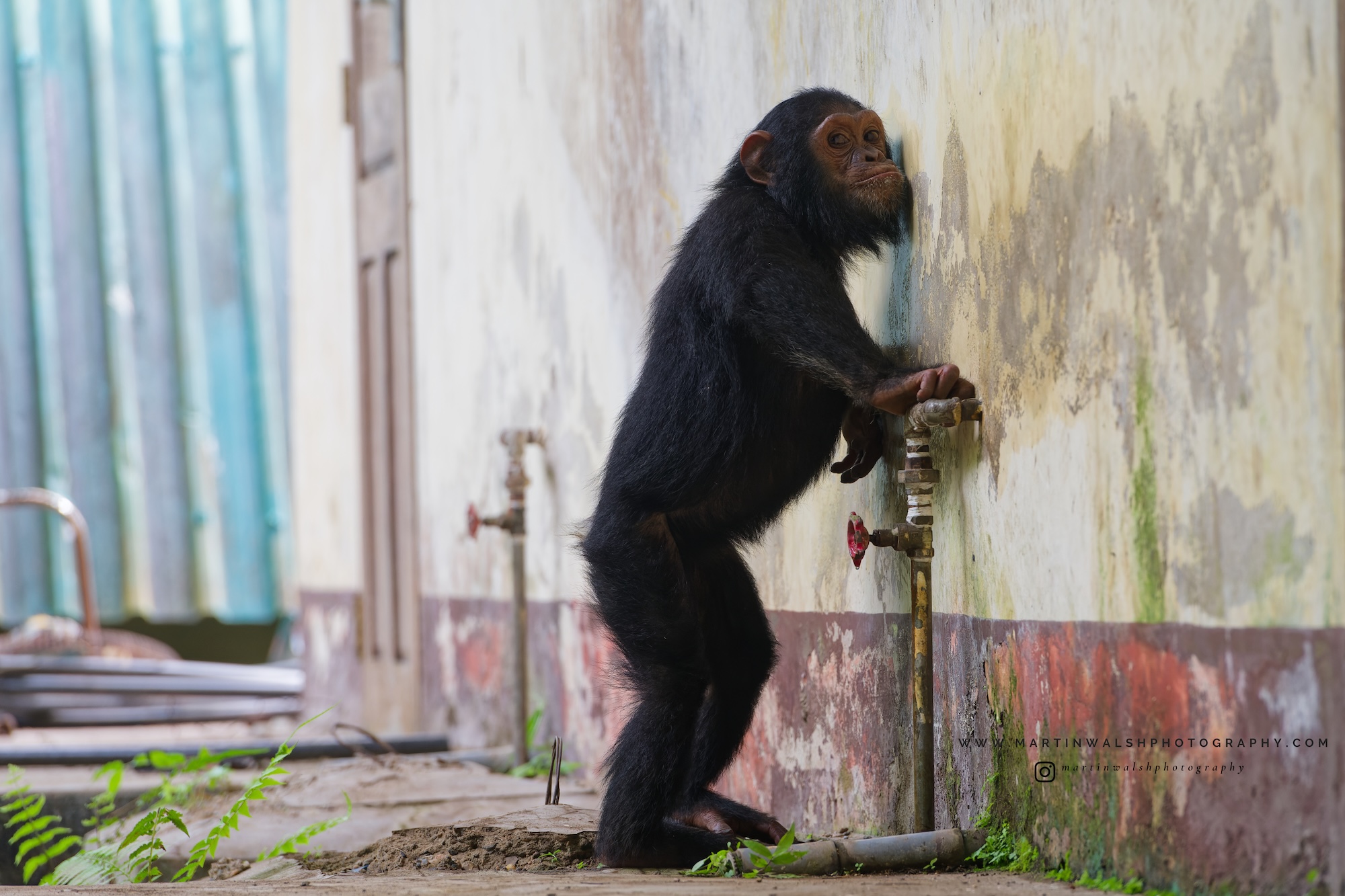 A wild chimpanzee licking a wall for salt.