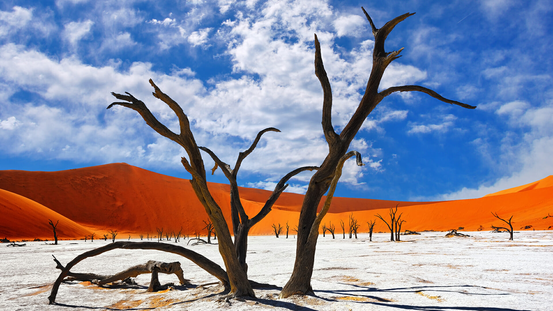 The Deadvlei in Namibia’s Namib Desert, where ancient camelthorn trees stand fossilized against towering red dunes. (Adobe Stock)