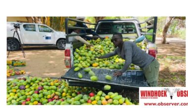 Etunda harvests 60 tonnes of mangoes – Windhoek Observer