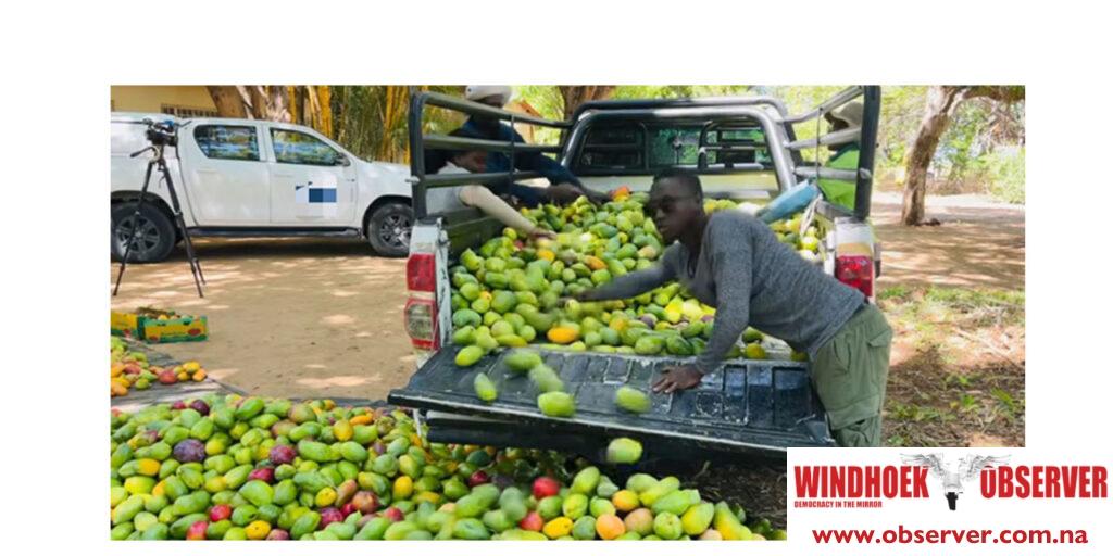 Etunda harvests 60 tonnes of mangoes – Windhoek Observer