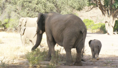 Conservationist Margaret Jacobsohn slams Western animal rights groups after Cites ivory trade rejection - National