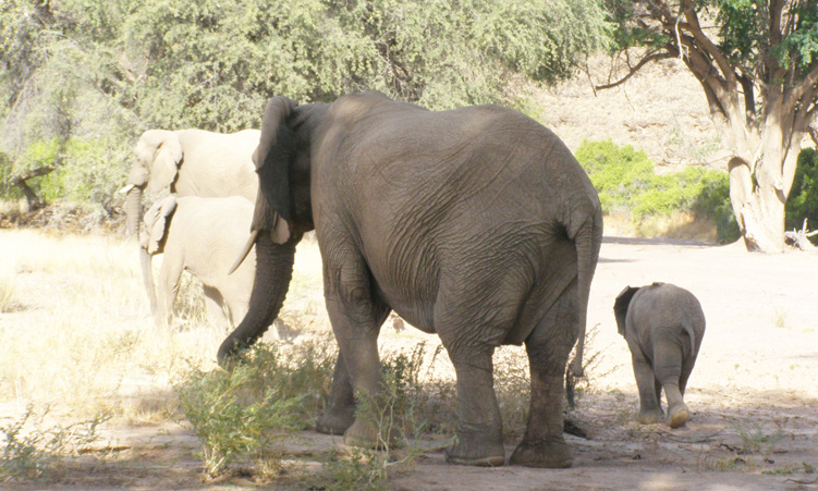 Conservationist Margaret Jacobsohn slams Western animal rights groups after Cites ivory trade rejection - National