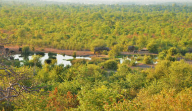 Elephants at the Victoria Falls Safari Lodge