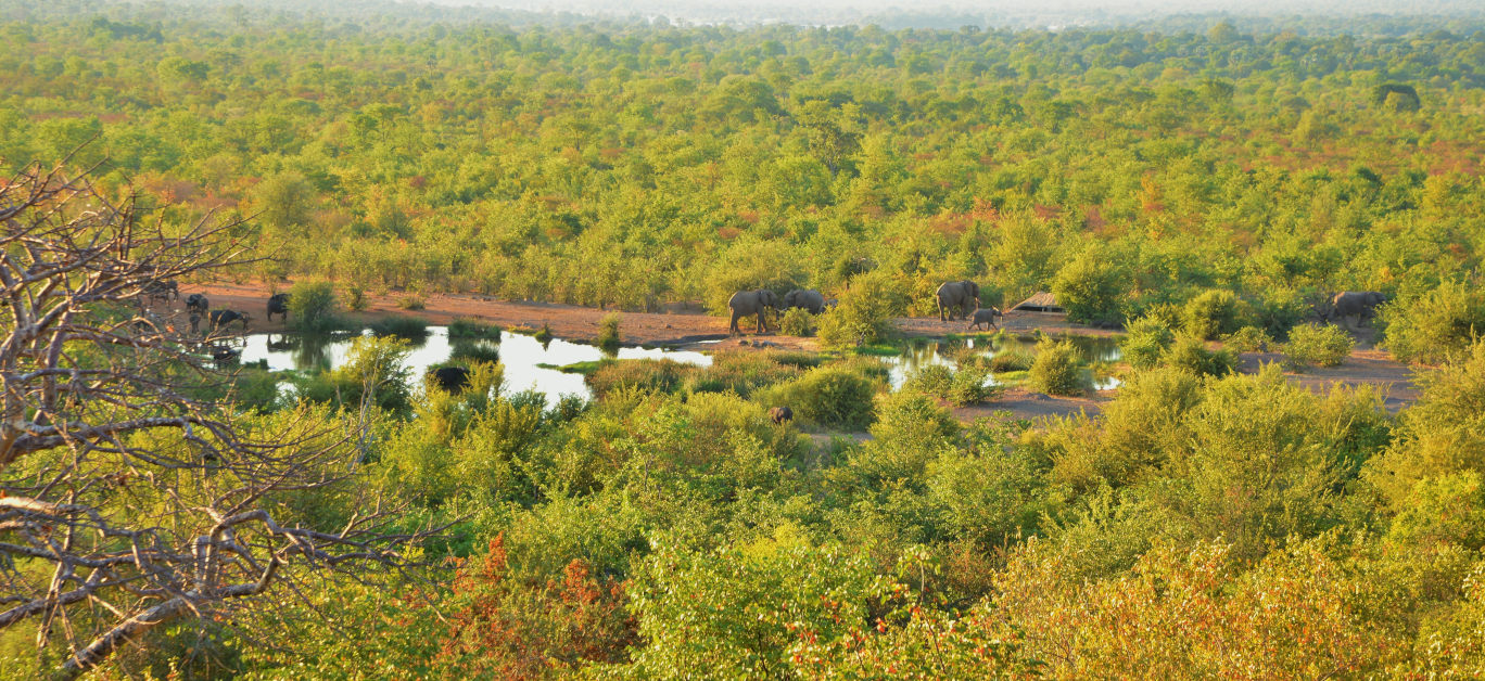 Elephants at the Victoria Falls Safari Lodge