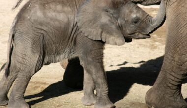 Watch the Daring Rescue of a Baby Elephant in Kenya! [VIDEO] – One Green Planet