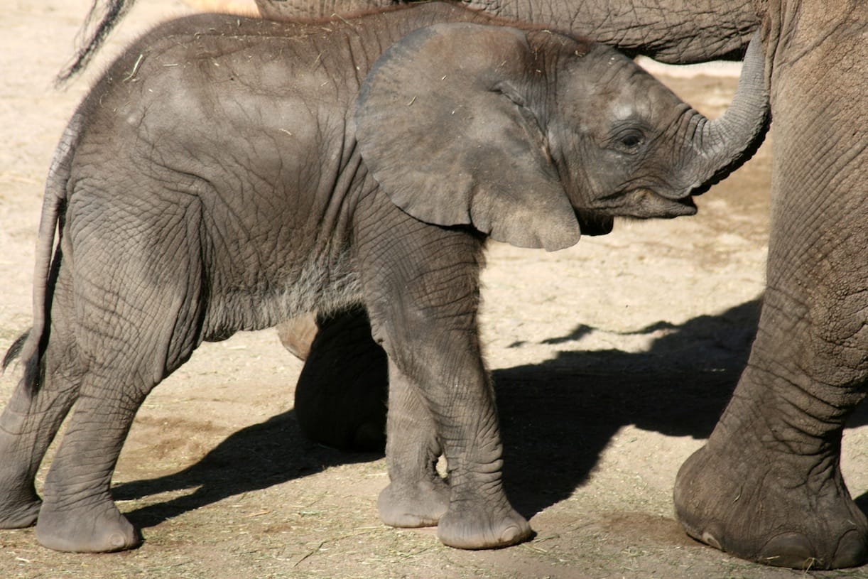 Watch the Daring Rescue of a Baby Elephant in Kenya! [VIDEO] – One Green Planet