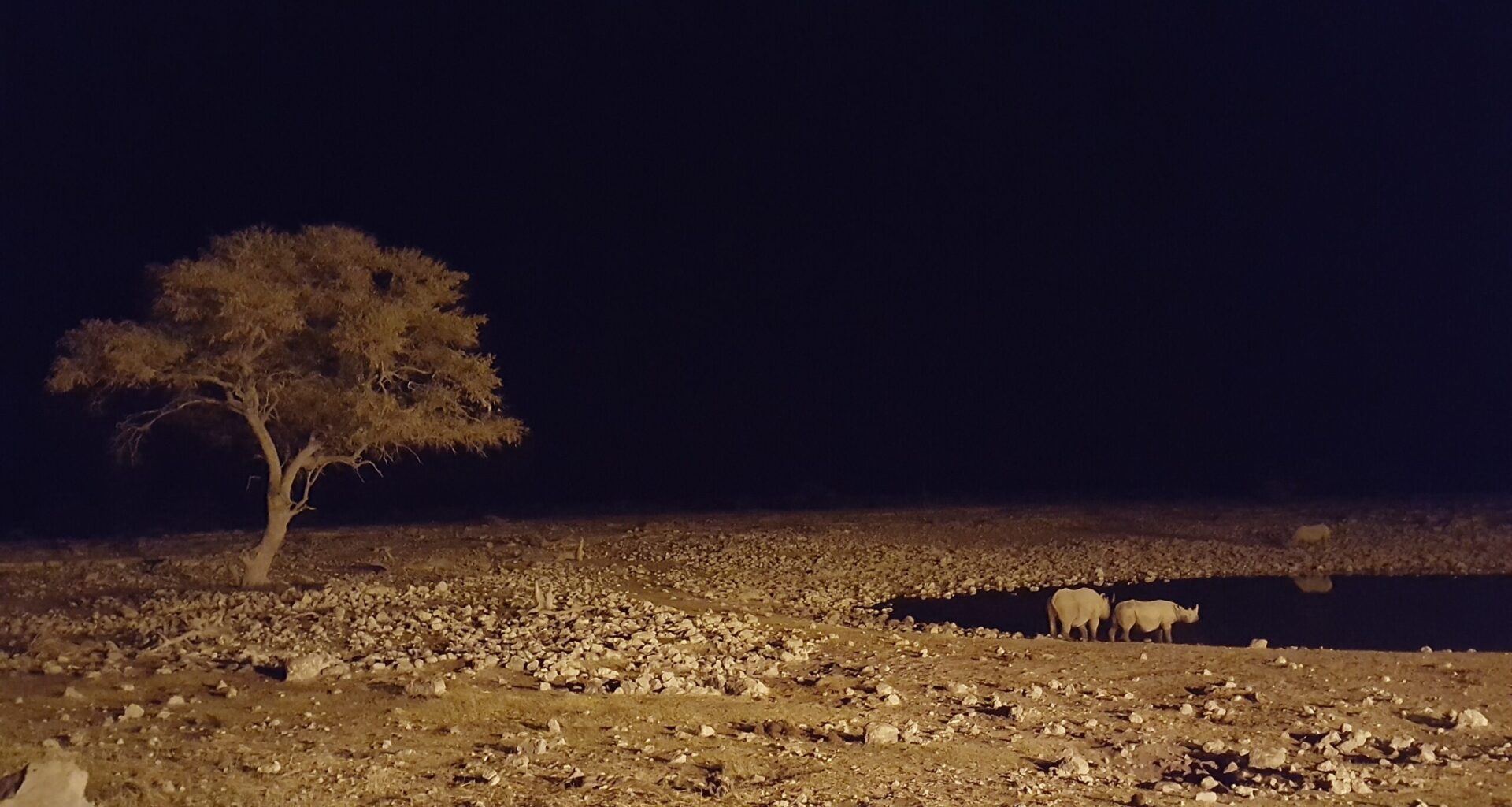Two black rhinos by a watering hole in Etosha National Park at dark