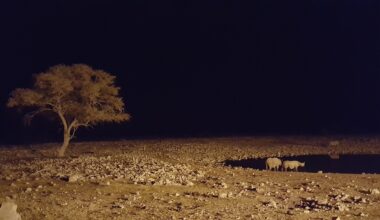 Two black rhinos by a watering hole in Etosha National Park at dark