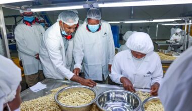 Cashew nuts revival to create 350,000 jobs, add Sh30bn to GDP