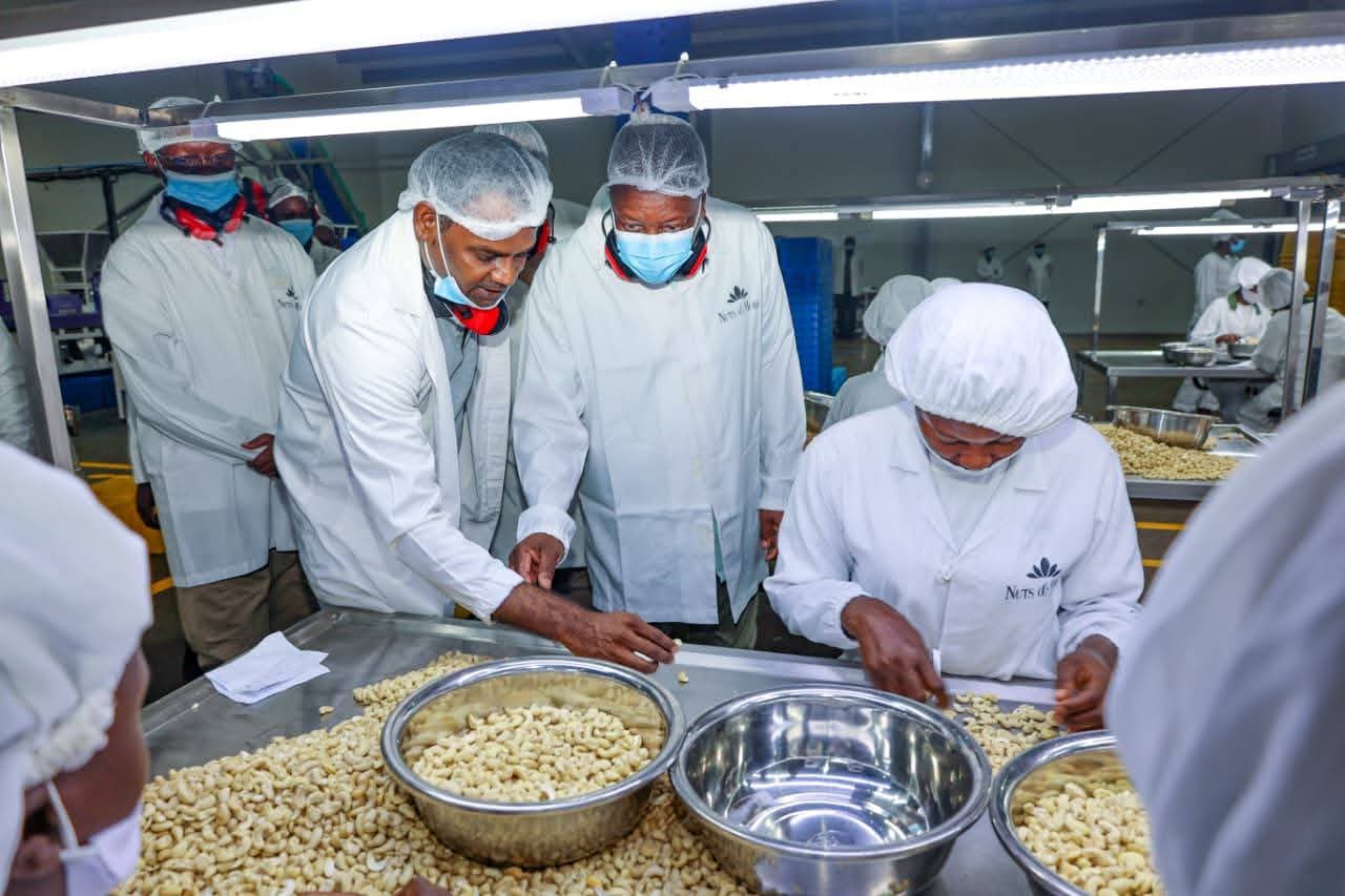 Cashew nuts revival to create 350,000 jobs, add Sh30bn to GDP