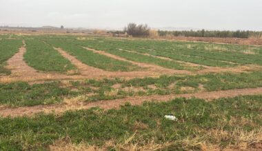 Province de Jerada: Les pluies de décembre redonnent espoir aux agriculteurs