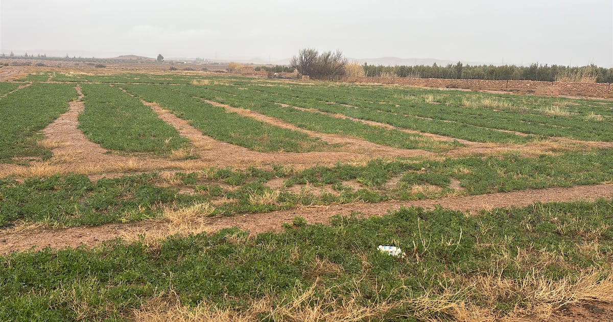 Province de Jerada: Les pluies de décembre redonnent espoir aux agriculteurs