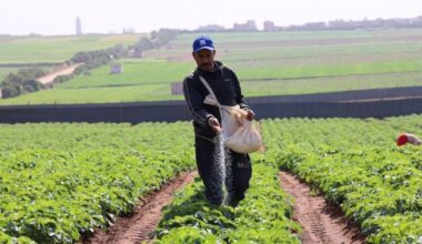 Fès-Meknès retrouve l’espoir d’une grande campagne agricole