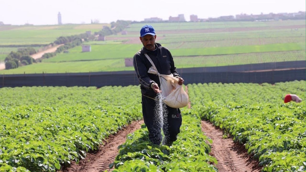 Fès-Meknès retrouve l’espoir d’une grande campagne agricole