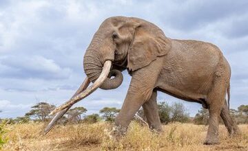 Kenya Mourns Craig, Legendary Super Tusker Elephant, Dead at 54