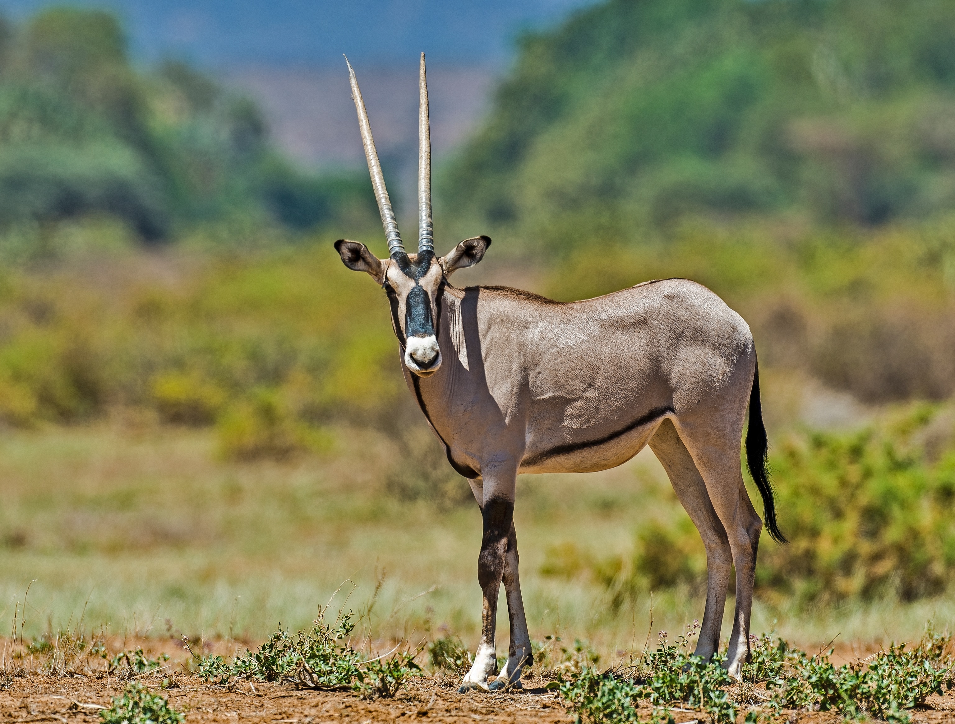 Beisa oryx