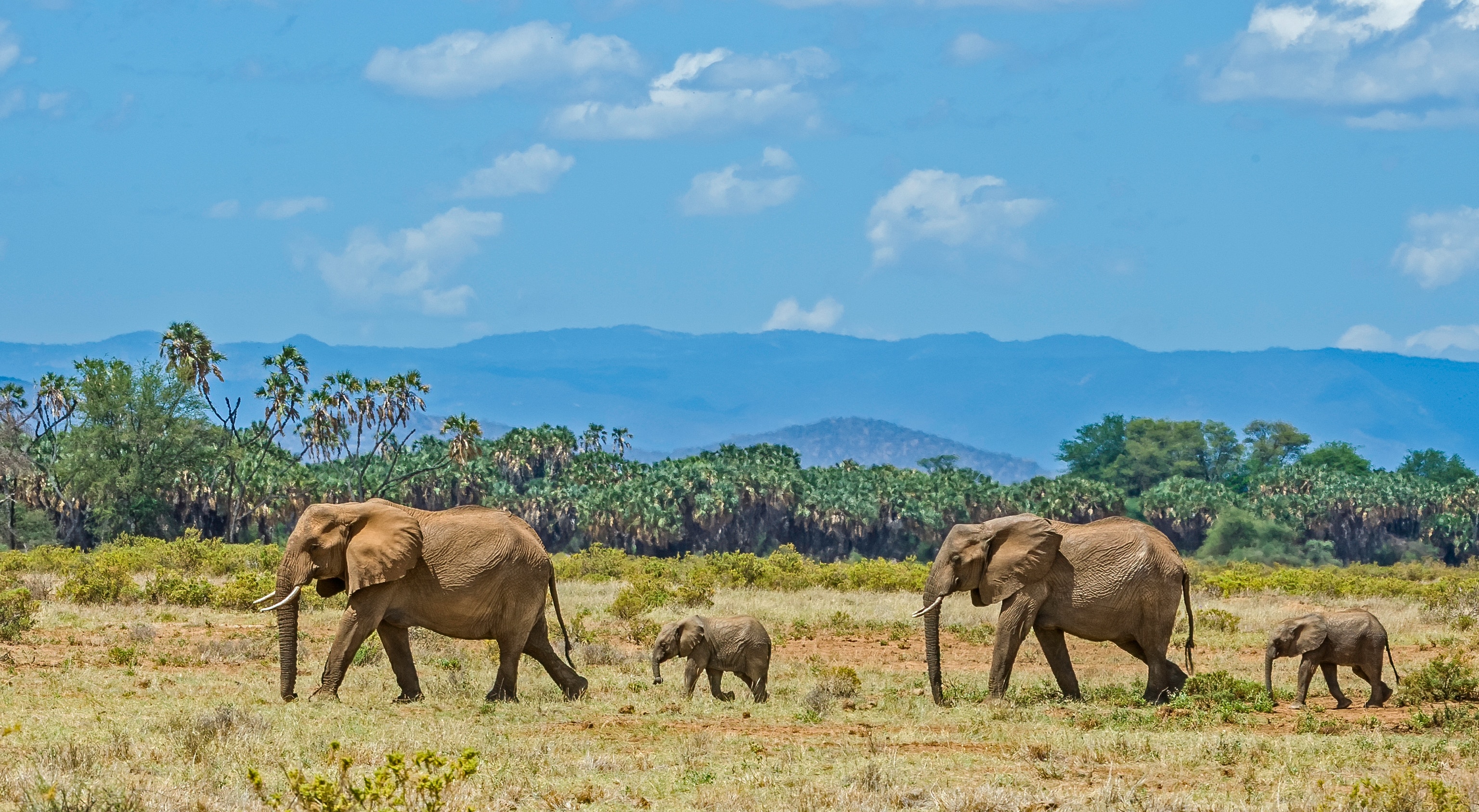 African elephant in Samburu, Kenya