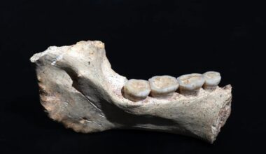 Morocco fossils reveal missing link to human ancestry in Africa