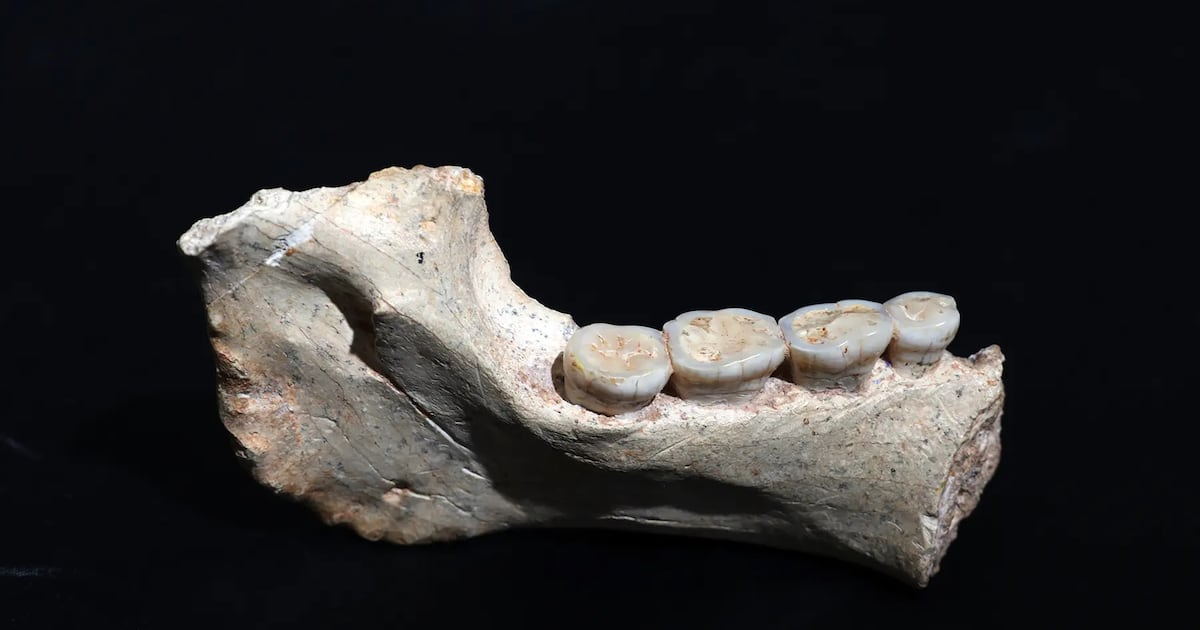 Morocco fossils reveal missing link to human ancestry in Africa