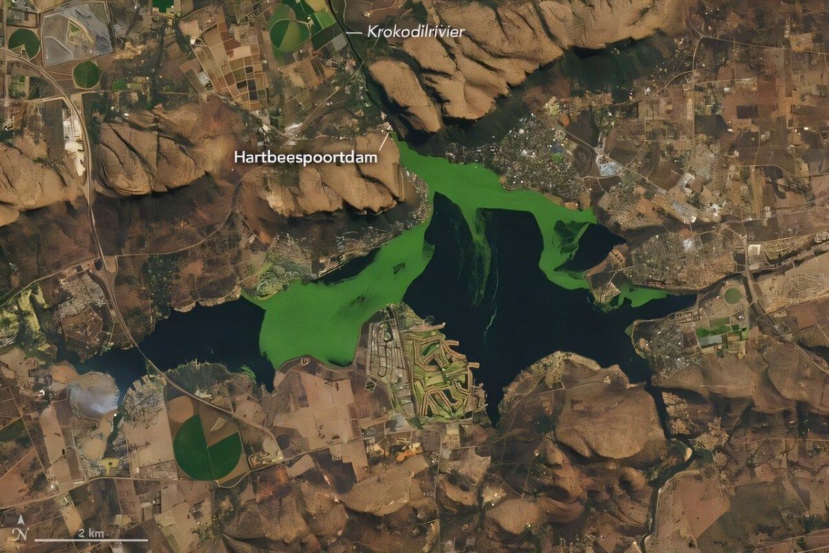 algal blooms