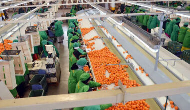 Forte expansion de la filière marocaine en 2025-2026