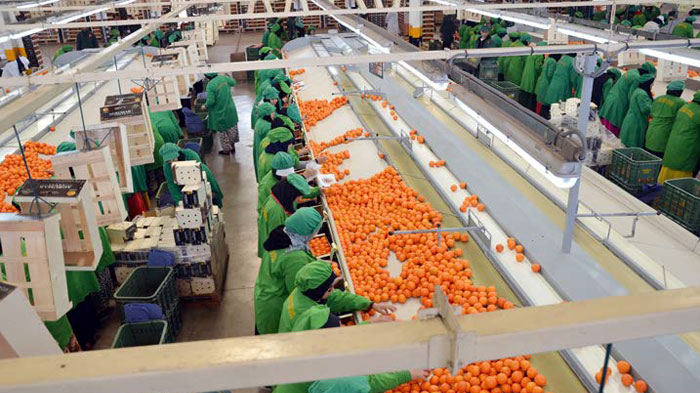 Forte expansion de la filière marocaine en 2025-2026