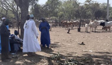 Côte d'Ivoire: ces jeunes qui choisissent de rester au village pour entreprendre - Reportage Afrique