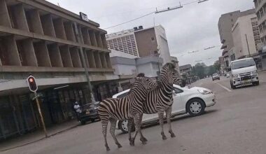 Runaway zebras rescued after surprise stroll through Bulawayo CBD