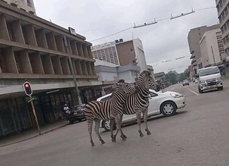 Runaway zebras rescued after surprise stroll through Bulawayo CBD