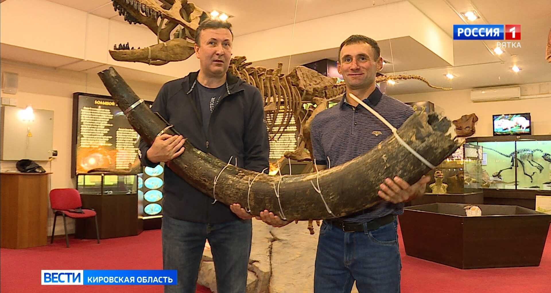 Des trilobites issus du Maroc entrent dans les collections du musée paléontologique russe de Viatka
