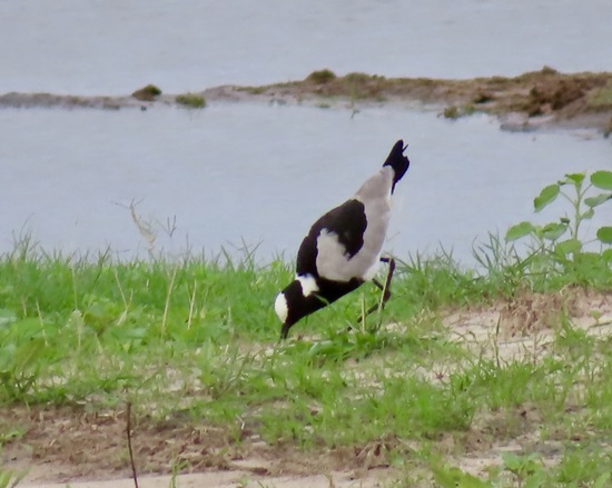 Blacksmith Lapwing