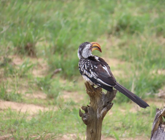 Southern Yellow-billed Hornbill