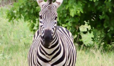 The Daily Bucket: Hwange National Park, Zimbabwe