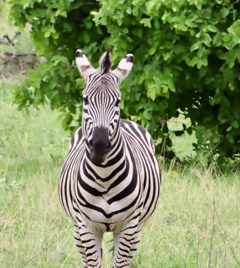 The Daily Bucket: Hwange National Park, Zimbabwe