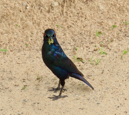 Cape Starling