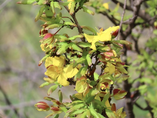 Ochna spp
