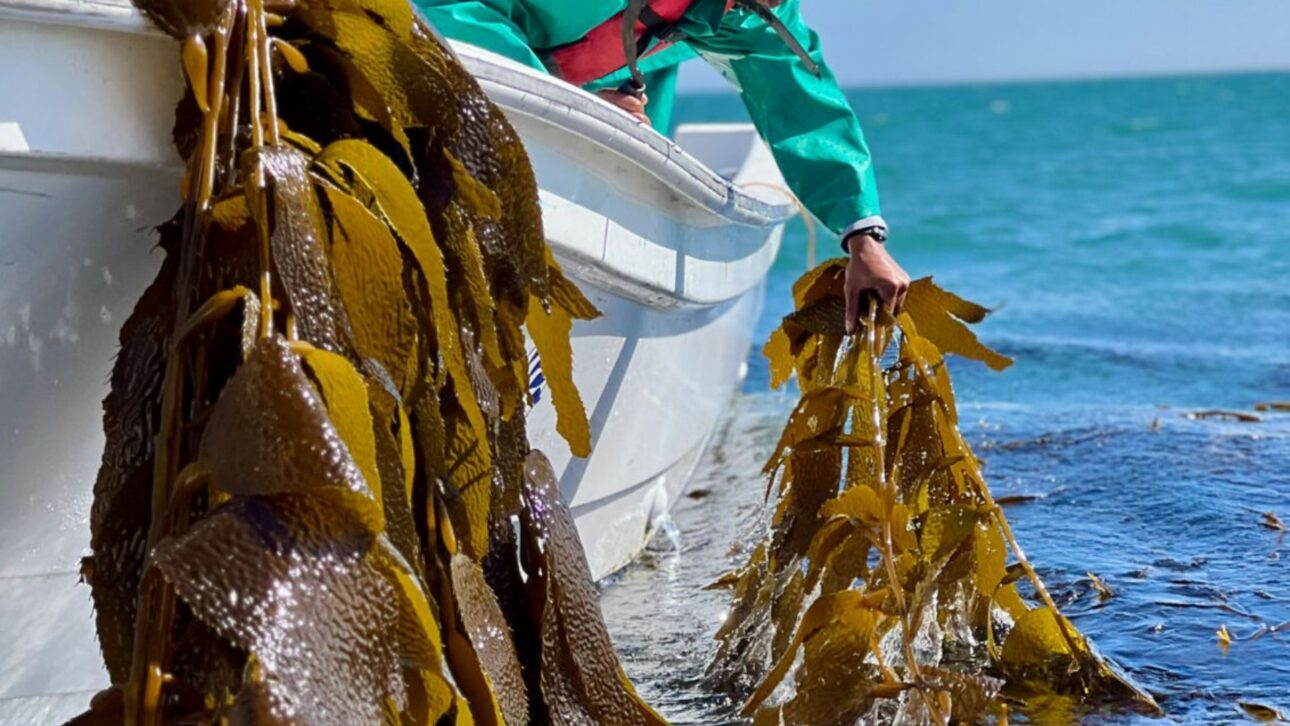Namíbia testa uso de algas marinhas para recuperar solos do deserto, ampliar produção agrícola e reduzir dependência de insumos importados.