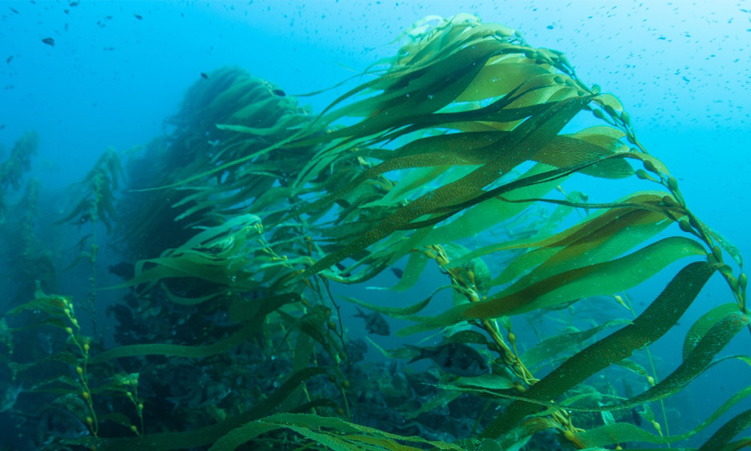 Kelp harvesting confusion at Lüderitz - National